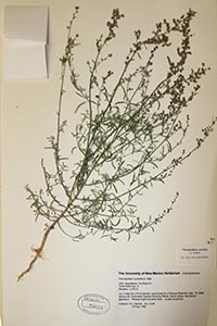 Herbarium sheet of UNM 93023